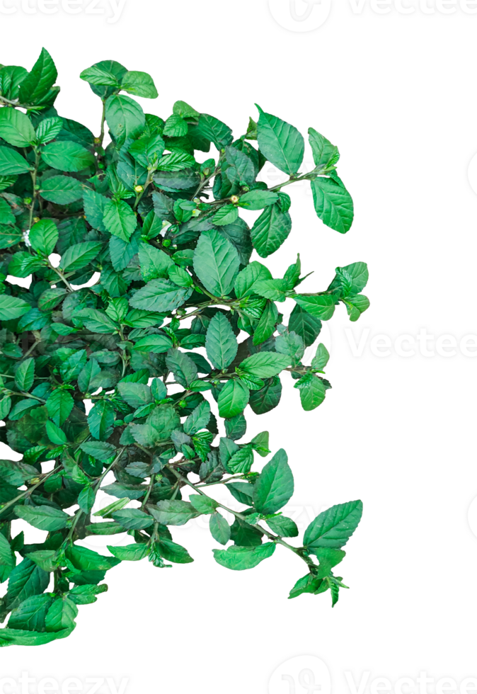 green plant bush on transparent background, leaves frame on transparent, png