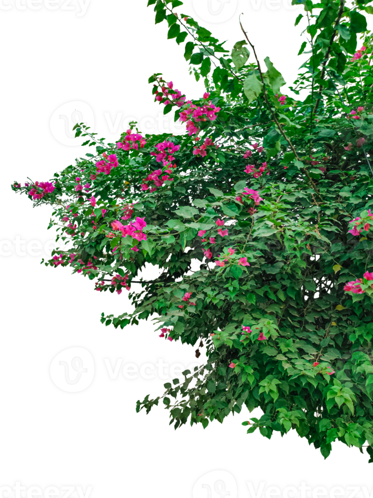 a bush with pink flower, green grass and flowers frame, frame of flowers, two bushes with pink flowers on them png