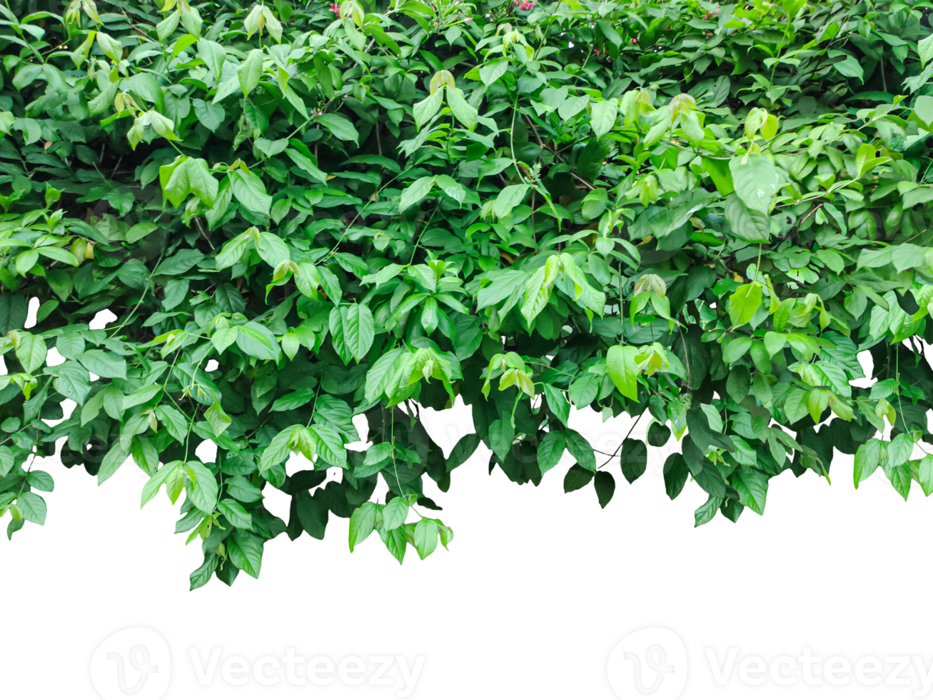green ivy plant on a white background, two trees with green leaves and flowers on them, a green border png
