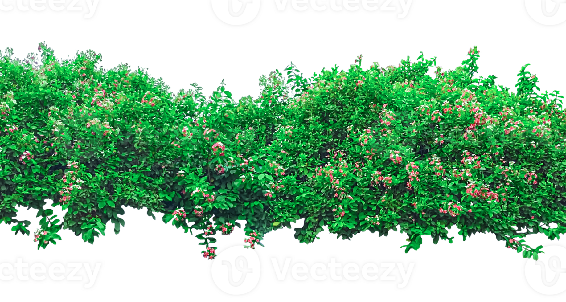 a green tree with a white background with a green plant in the middle, a bush with flowers on it, image, green grass isolated png