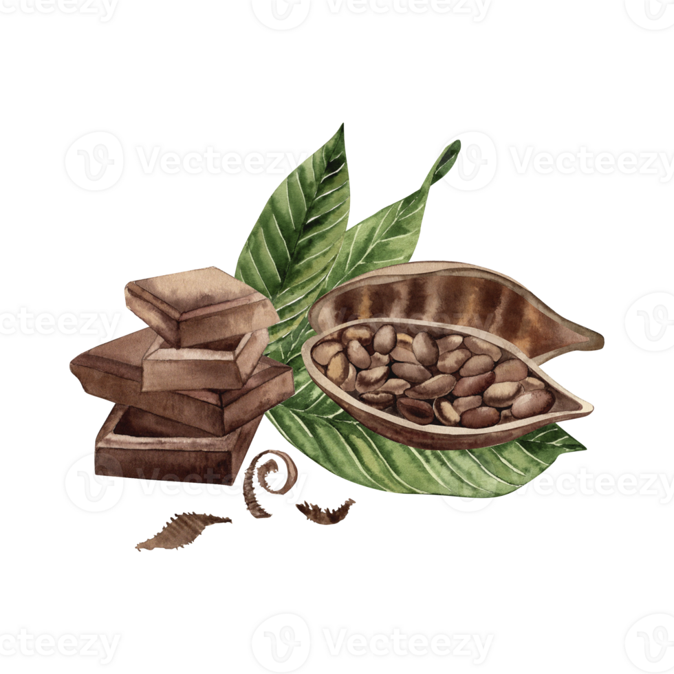 Cocoa beans cut in half with grains inside lies on the leaves of the cocoa tree, next to pieces of chocolate and grated chocolate. The illustration is hand-drawn in watercolor in a botanical style png