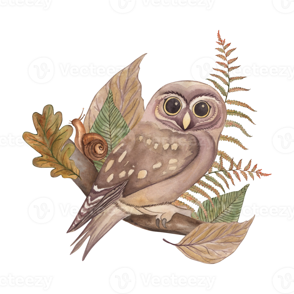 A forest owl sits on a branch with leaves and branches of oak and fern. The illustration with plants, a bird, and a snail is hand-painted in watercolor in a botanical style. For cards, printing png
