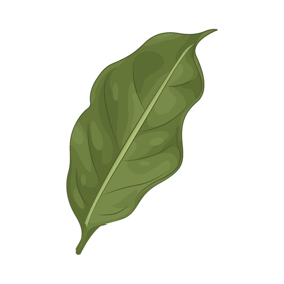 Illustration of coffee leaves vector