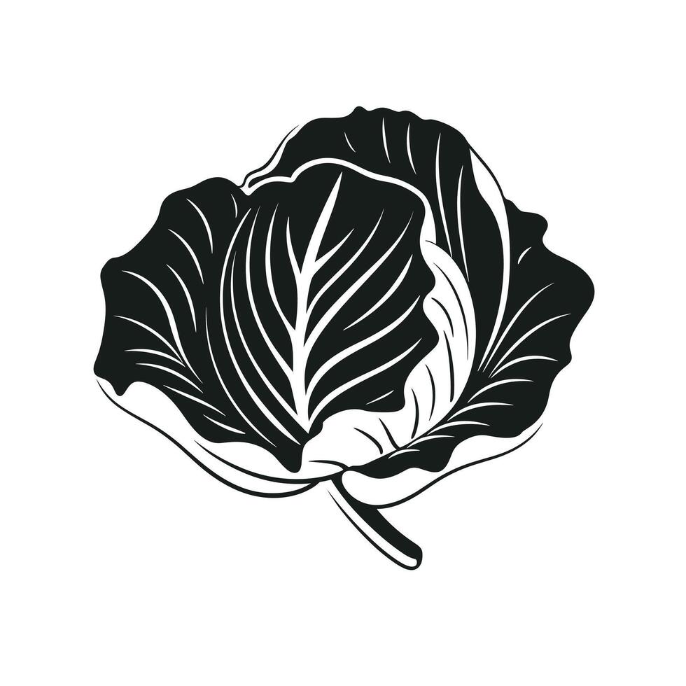 Fresh green cabbage with detailed leaf texture against plain background in black and white style vector