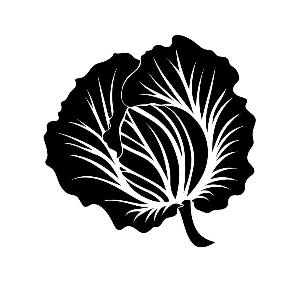 Detailed illustration of a cabbage leaf showcasing its intricate structure and texture vector