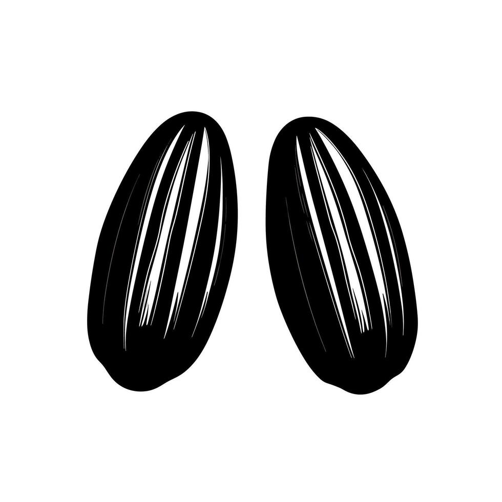Sunflower seeds in black and white illustration showcasing their natural shape and texture vector