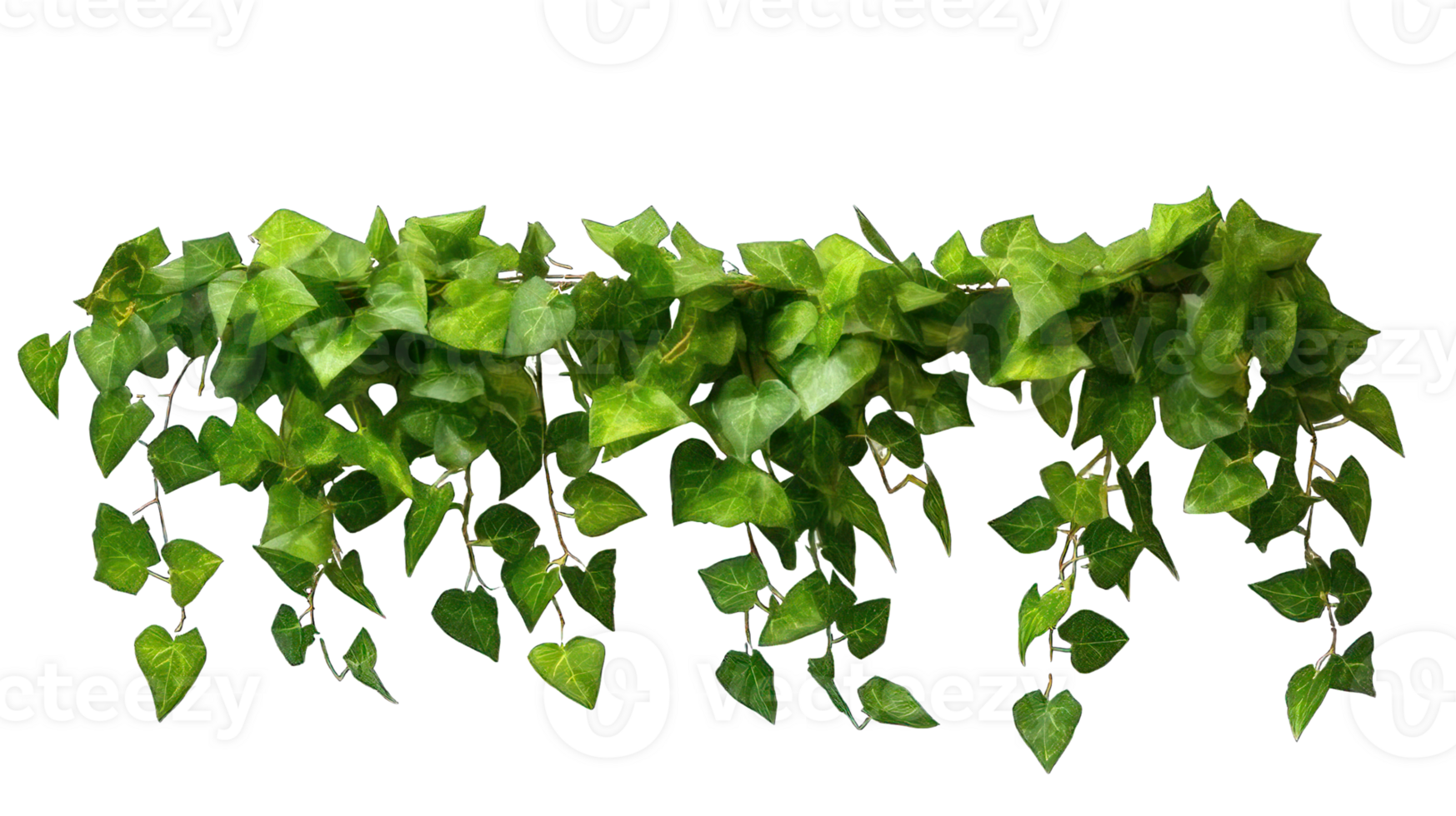 Collection of . Green Leaves Javanese Treebine or Grape Ivy Cissus, isolated on a transparency background. png