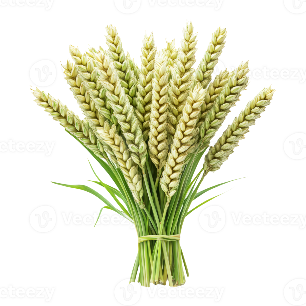Fresh Wheat Bundle on Transparent Background png