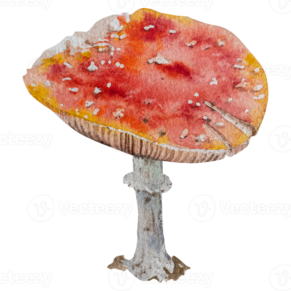 Watercolor illustration of fly agaric mushroom. Hand drawn botanical illustration of fly agaric mushroom. png