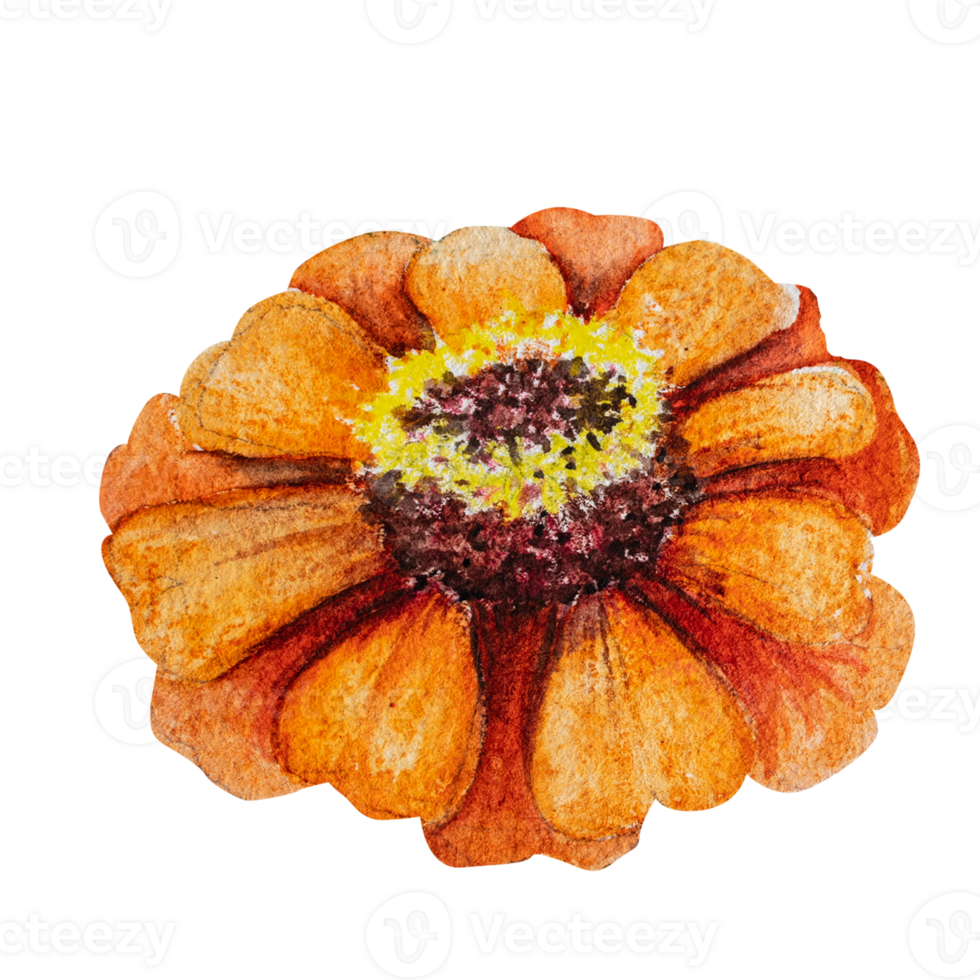 Watercolor illustration of zinnia flower with green leaves. Hand drawn zinnia for floral design and nature theme. png