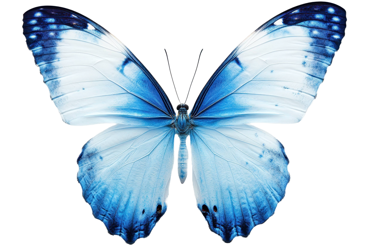 A Blue Morpho Butterfly with Delicate Wings Transparent Background png