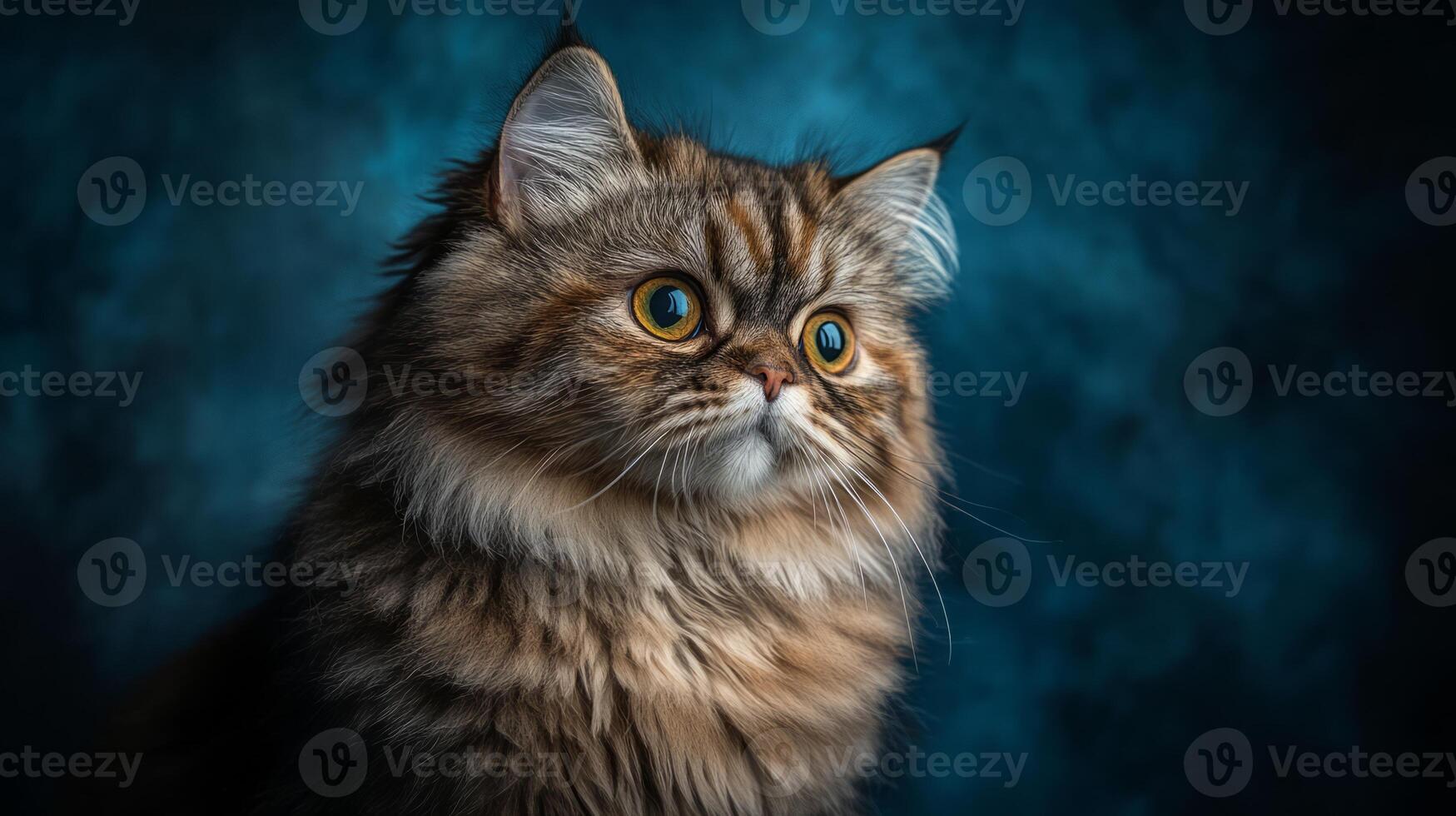 A cat with big eyes looking up at the camera photo