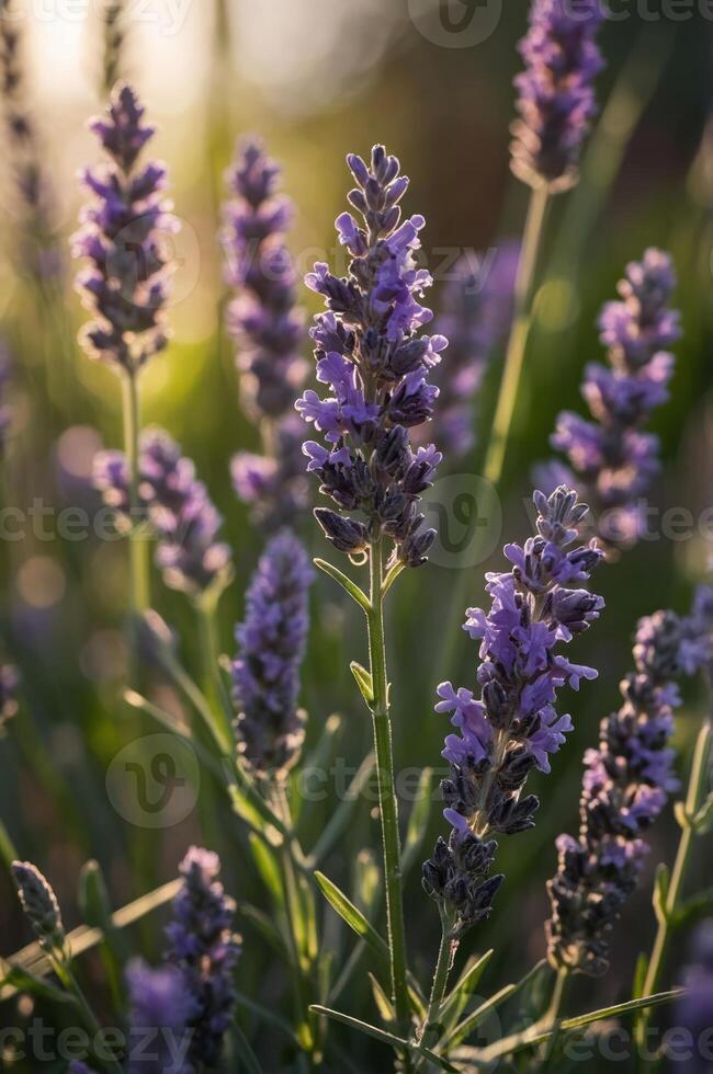 A close-up of blooming lavender flowers in soft sunlight. photo
