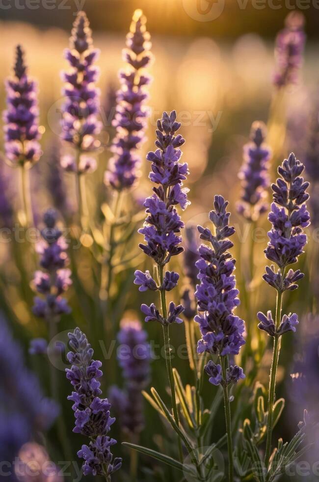 A serene close-up of lavender flowers bathed in warm sunlight. photo