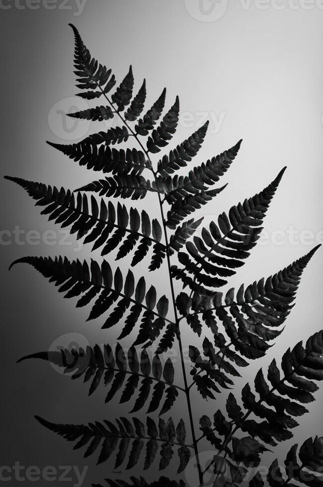 A black and white image of a fern leaf, showcasing intricate patterns and textures. photo