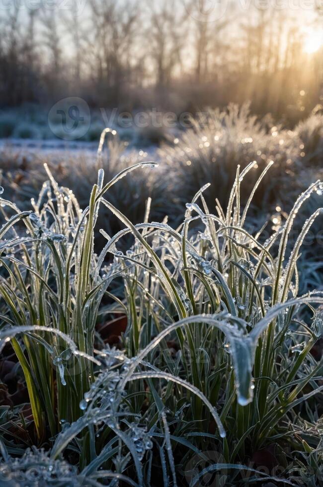 Frost-covered grass glistens in the morning light, showcasing nature's beauty. photo
