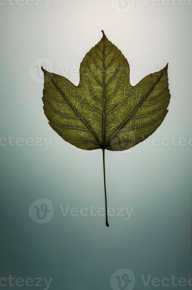 A detailed green leaf against a softly lit background, showcasing its texture and shape. photo
