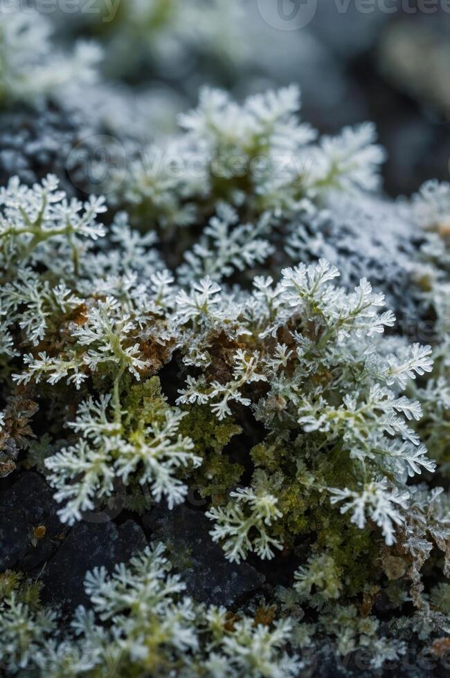 Frost-covered moss on rocky terrain, showcasing intricate natural patterns. photo