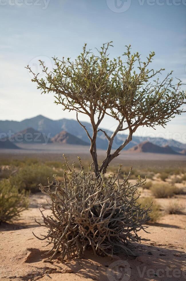 A solitary tree stands in a desert landscape with mountains in the background. photo
