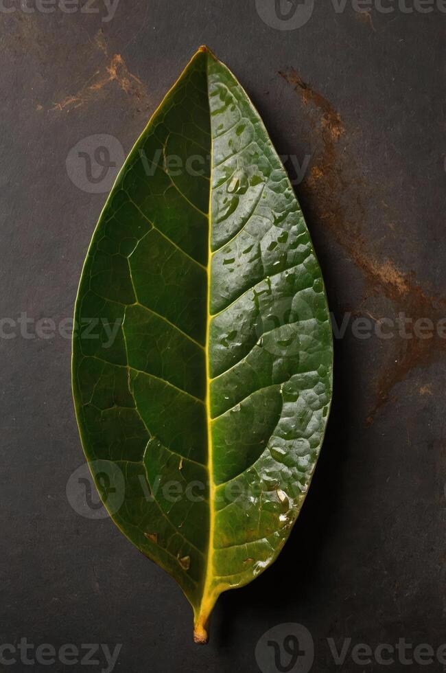 A single green leaf displayed on a dark surface, showcasing its texture and shape. photo
