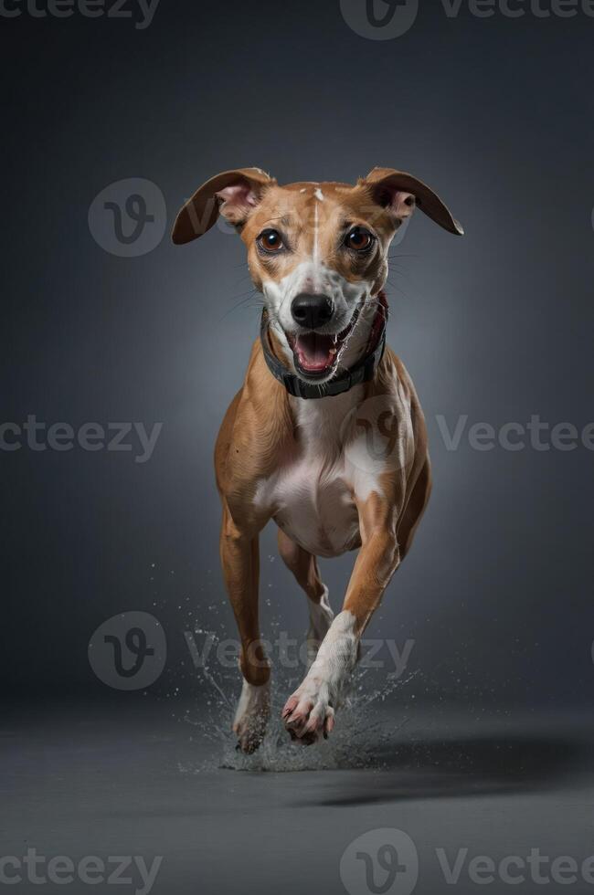 A joyful dog leaps through water, showcasing energy and playfulness in a studio setting. photo
