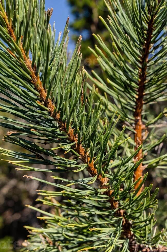 Close-up of pine tree needles showcasing their green color and texture. photo