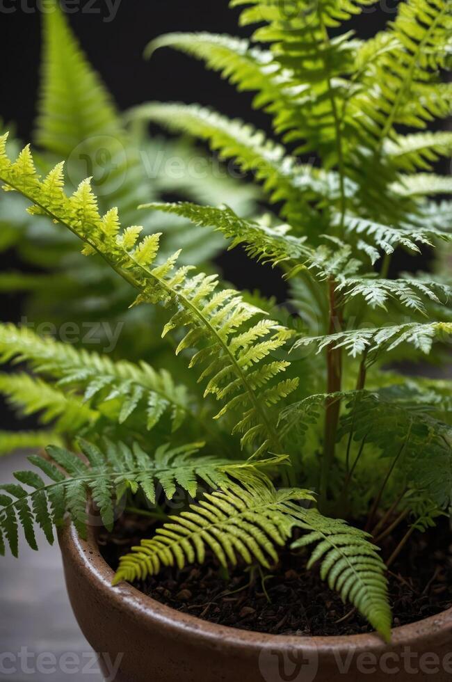 A close-up of lush green ferns in a pot, showcasing their intricate leaf patterns. photo