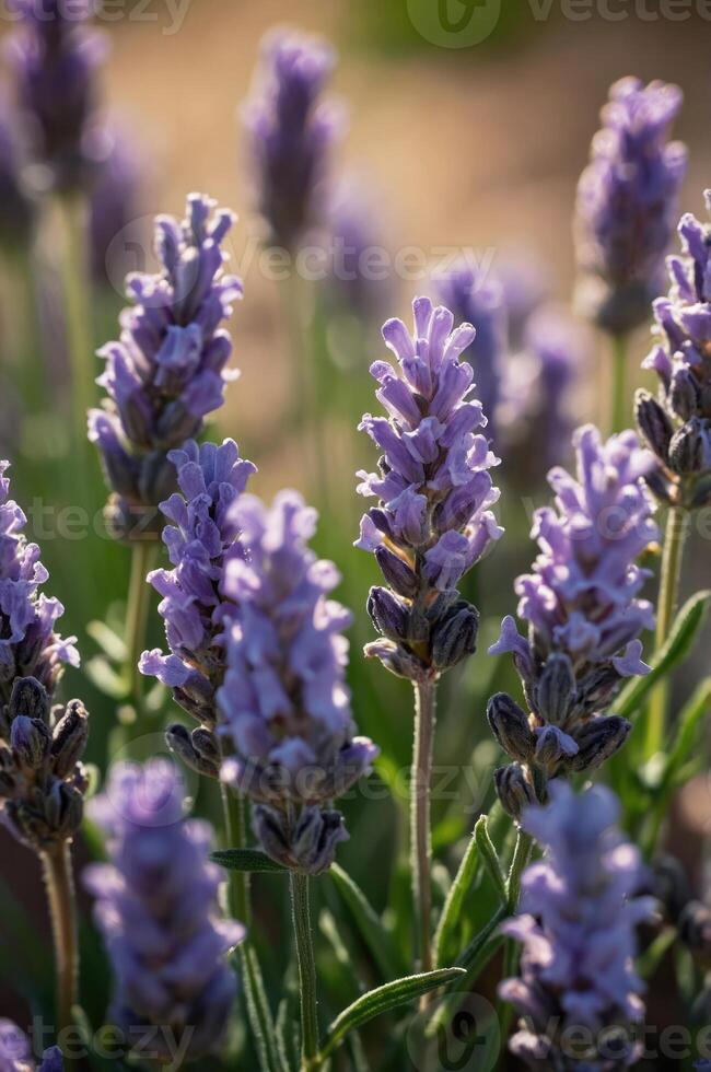 A close-up of lavender flowers in bloom, showcasing their vibrant purple hues and greenery. photo