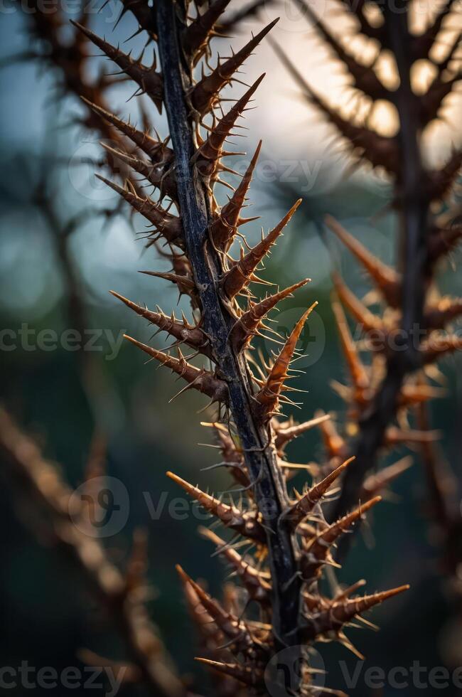A close-up of a thorny plant showcasing sharp spikes against a blurred background. photo