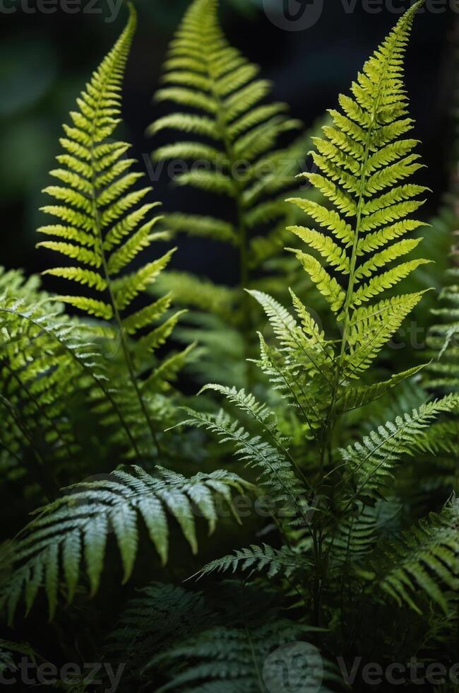 Lush green ferns with intricate leaf patterns against a dark background. photo