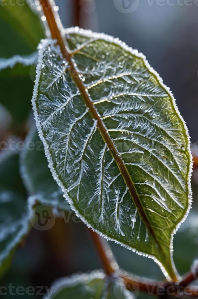 A close-up of a frosted green leaf with intricate ice patterns. photo