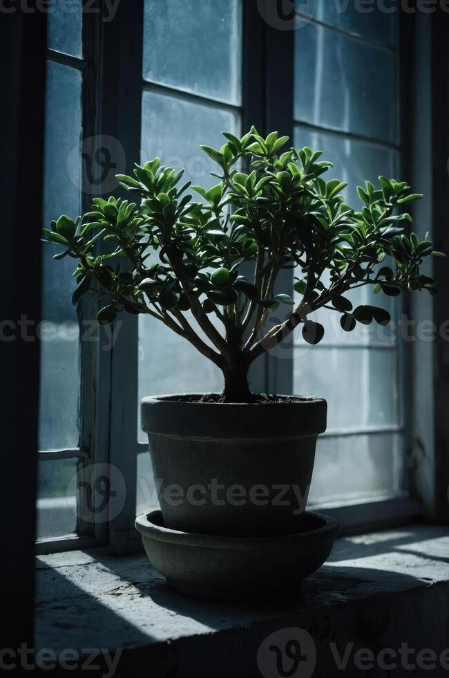 A potted plant sits on a windowsill, illuminated by soft, natural light. photo