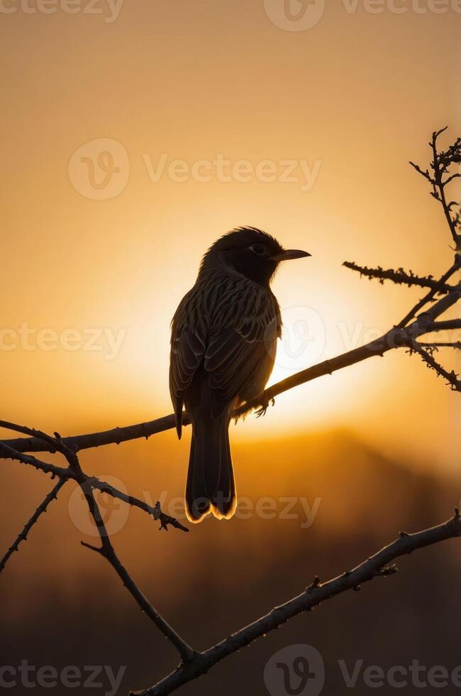 A silhouette of a bird perched on a branch against a sunset backdrop. photo