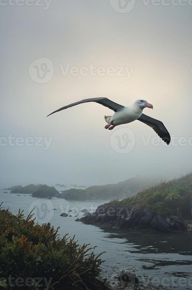 A solitary albatross soars over a misty coastal landscape. photo