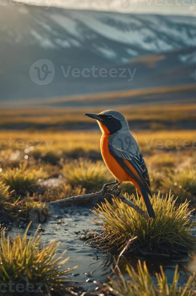 A vibrant bird stands in a grassy landscape, illuminated by soft sunlight. photo