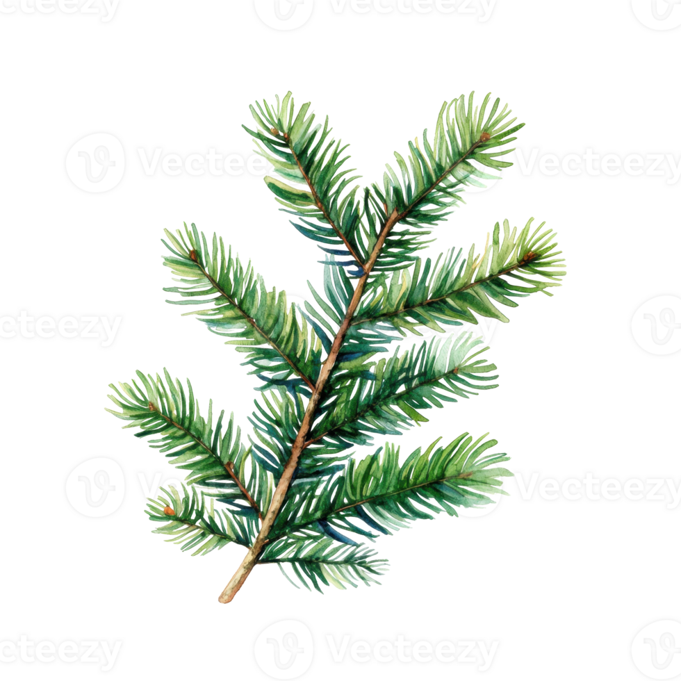 Watercolor painting christmas tree of evergreen winter branch on transparent background png