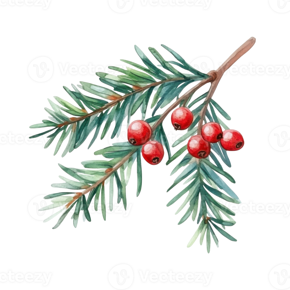 Winter Watercolor christmas tree yew twig with red berries on transparent background png
