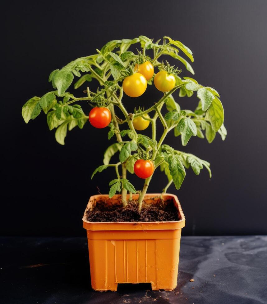 Tomato plant with ripe fruit in pot photo