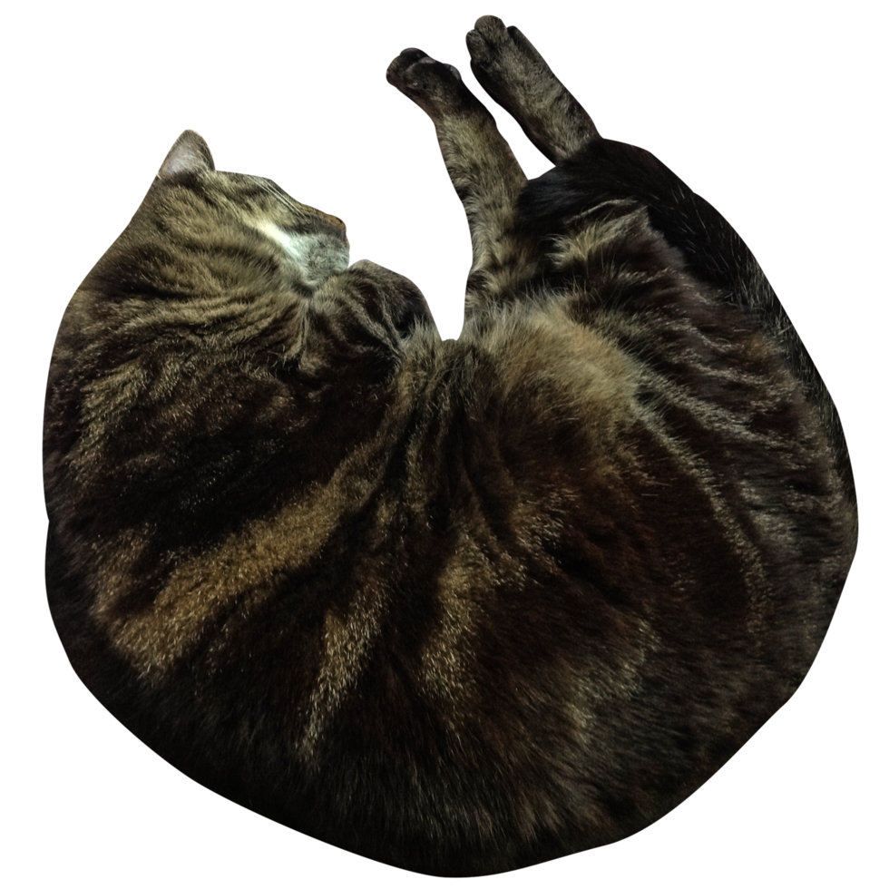 Old Cat Sleeping png