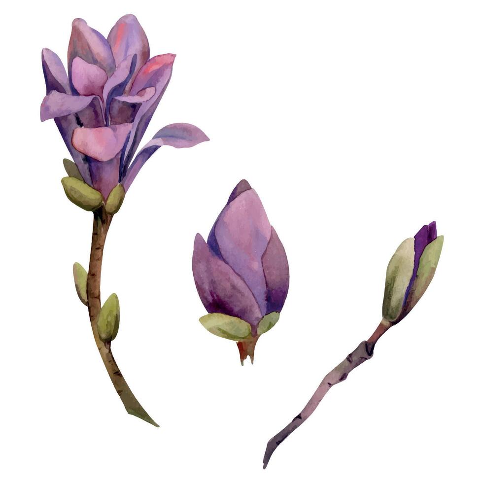Spring flower, purple magnolia camelia tree bush buds on branch, exotic isolated botanical illustration hand drawn in watercolor. Single element object for wedding bouquet, florist shop, stationery. vector
