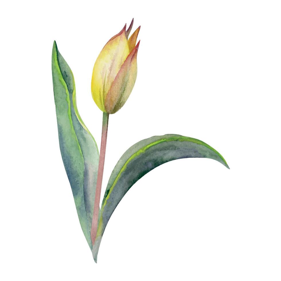 Spring bulb flower, red and yellow tulip bud with stem and green leaves, isolated botanical illustration hand drawn in watercolor. Single element object for wedding bouquet, florist shop, stationery. vector