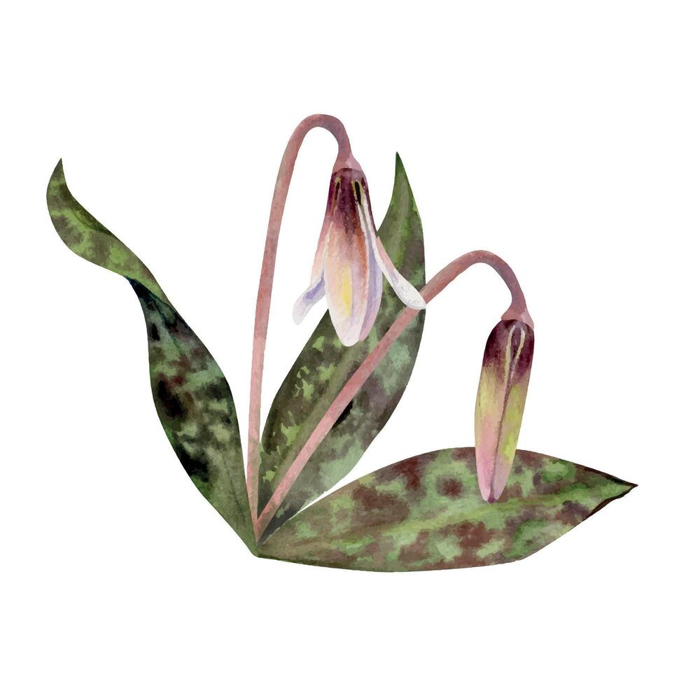 Spring flower, erythronium fawn trout lily buds with stem and spotted green leaves, isolated botanical illustration hand drawn in watercolor. Composition for wedding bouquet, florist shop, stationery. vector