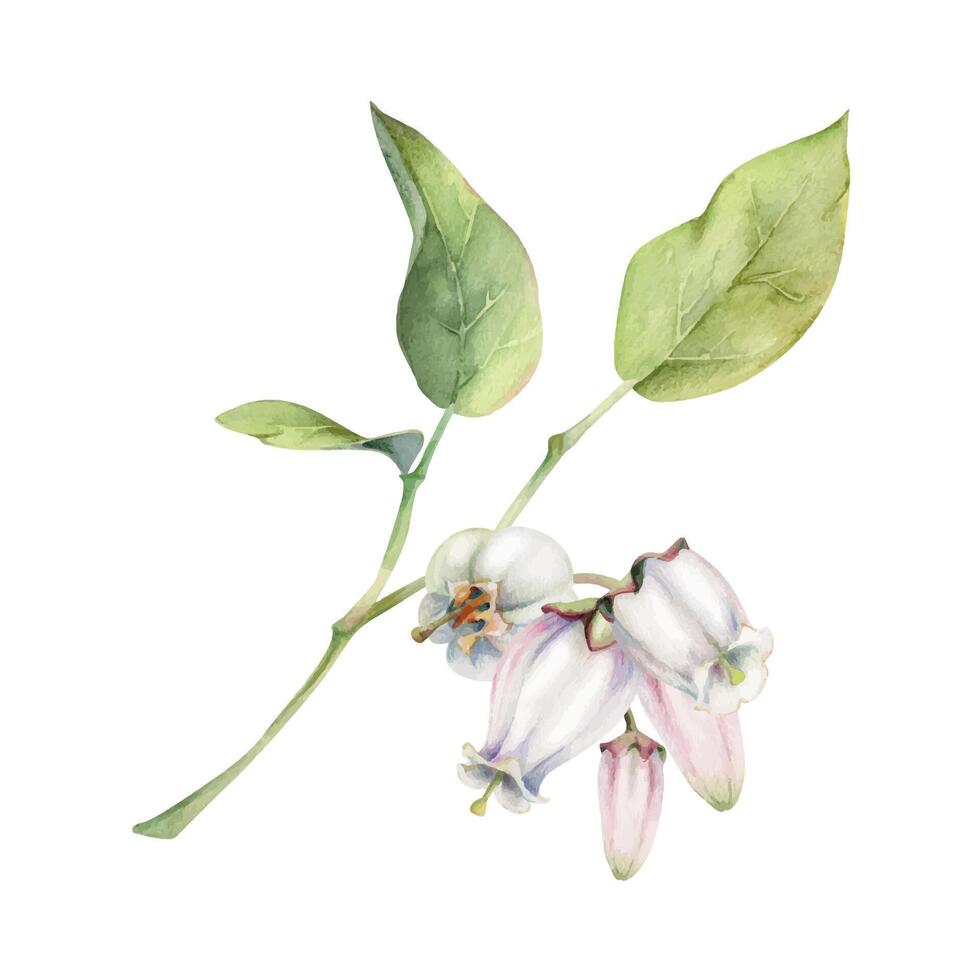 Blueberry white bell flower and bud with green leaves on branch, hand drawn in watercolor, wildflower cluster group botanical illustration. Isolated composition for scrapbooking, wedding, florist shop vector