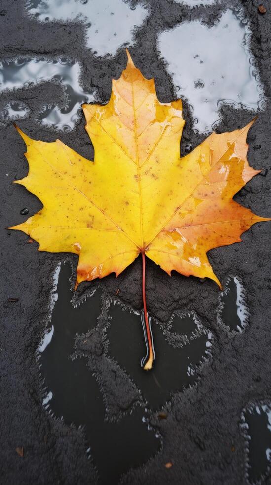 Vibrant Autumn Leaf on Wet Surface photo
