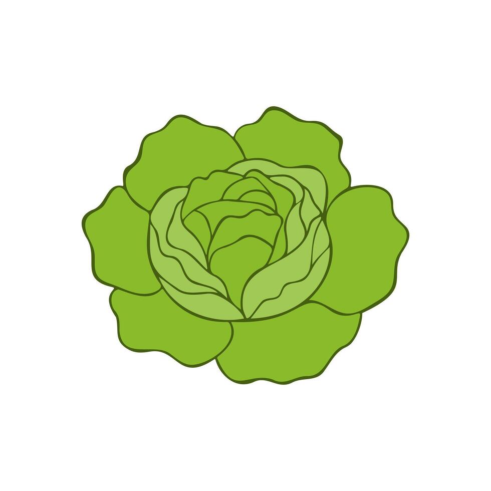 Cabbage fresh green organic, lettuce, healthy meal option icon logo isolated. vector