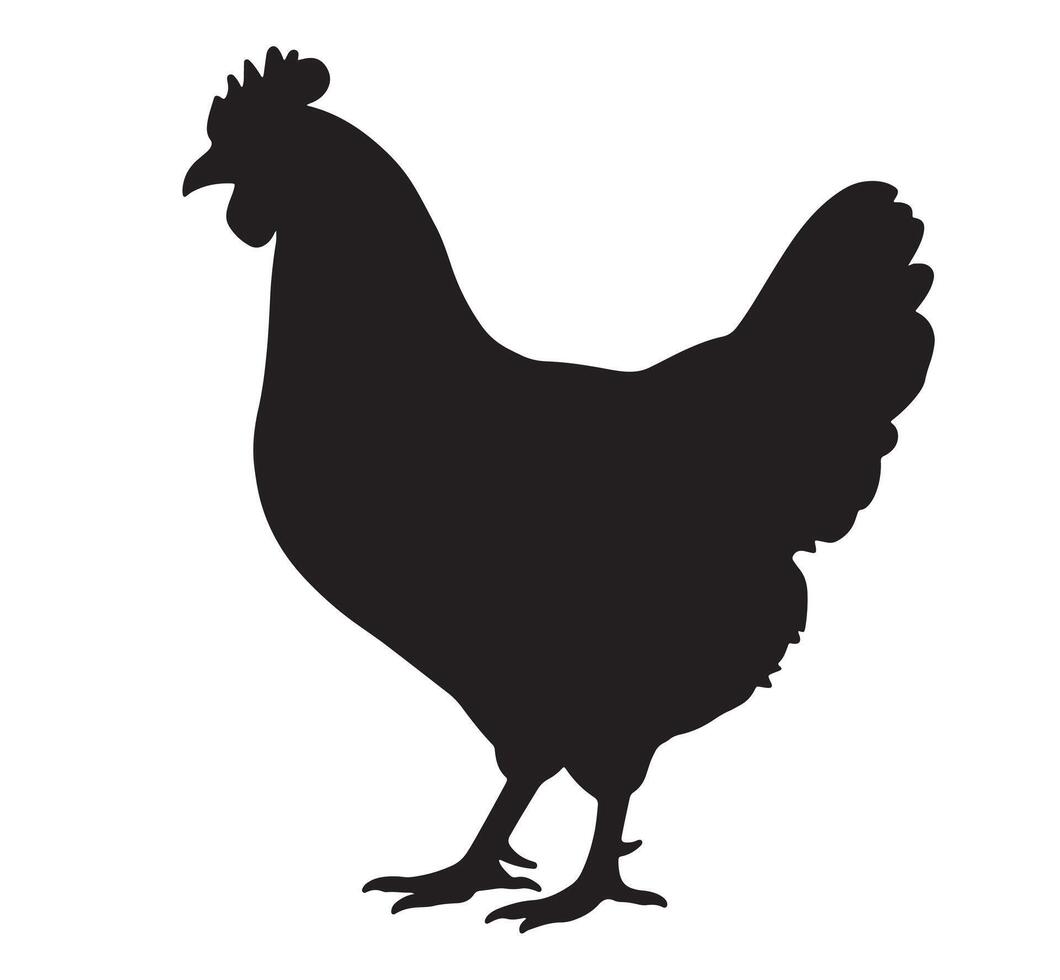 silhouette of a chicken on white background. vector