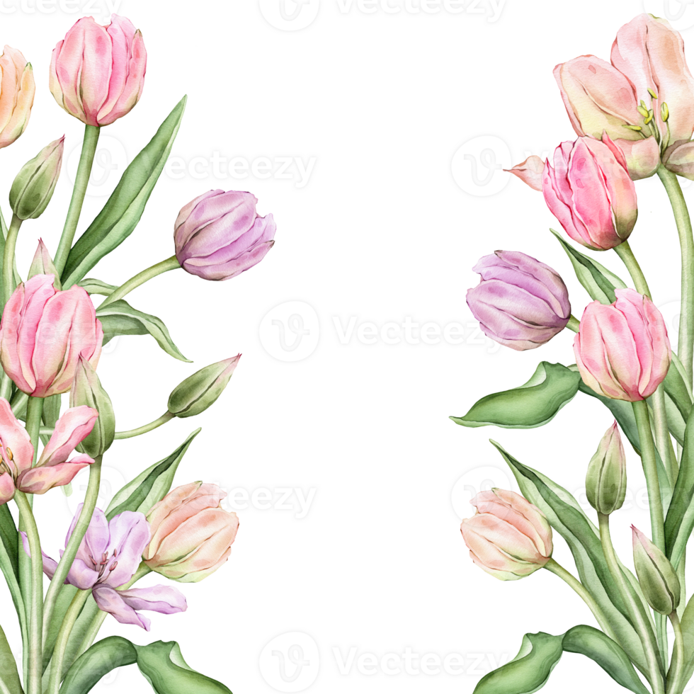 Square Frame with pastel pink light yellow violet Tulips and open bud. Hand drawn watercolor illustration delicate perennial bulbous flower for wedding design or spring card isolated on background. png