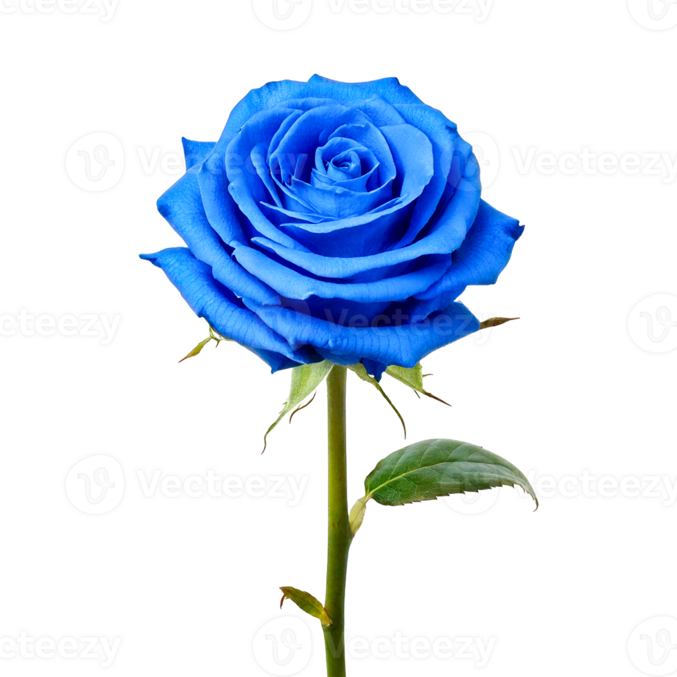 a blue rose png