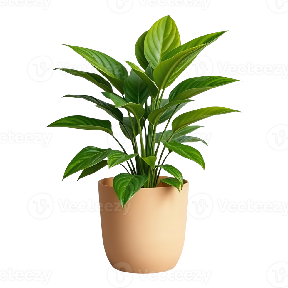 A vibrant green plant with broad leaves housed in a beige pot. png