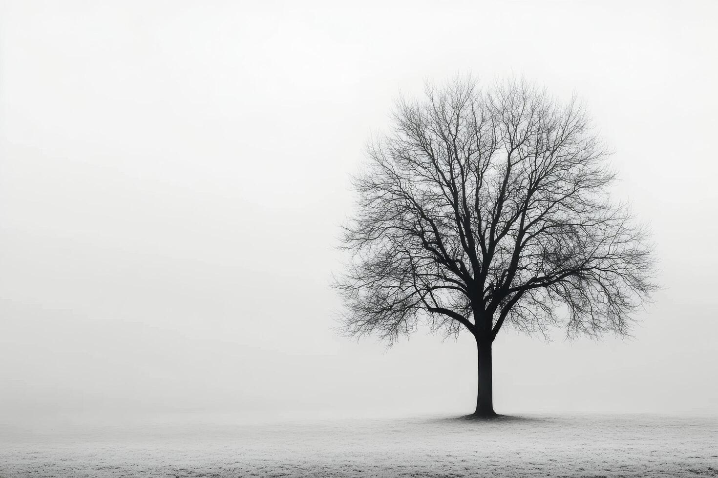 Barren tree silhouetted against a cloudy sky during a tranquil winter afternoon photo